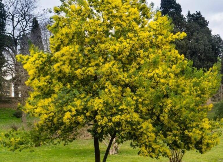 تختخواب و صبحانه Etno Bajka