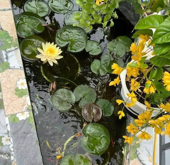 تختخواب و صبحانه Oasis Homestay