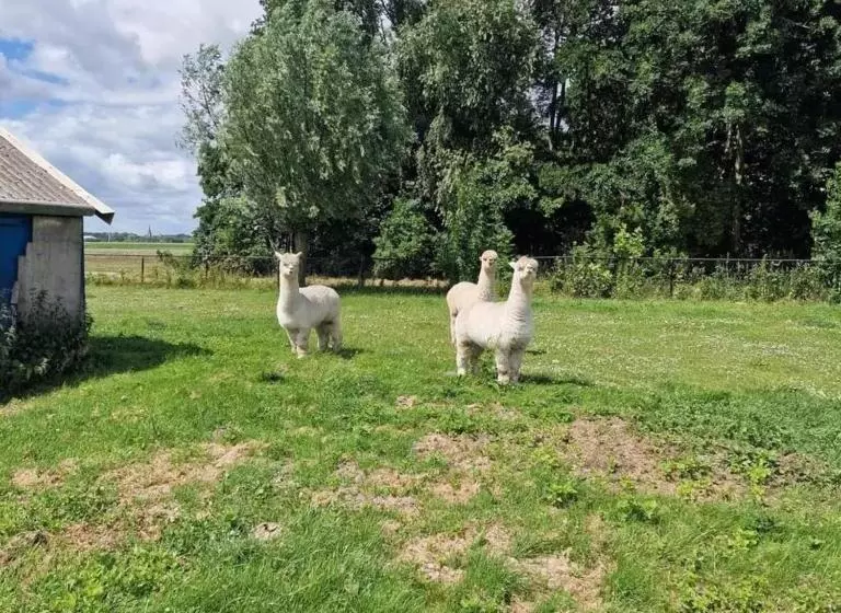 ホテル The3alpacaspieterburen