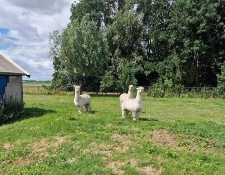 ホテル The3alpacaspieterburen