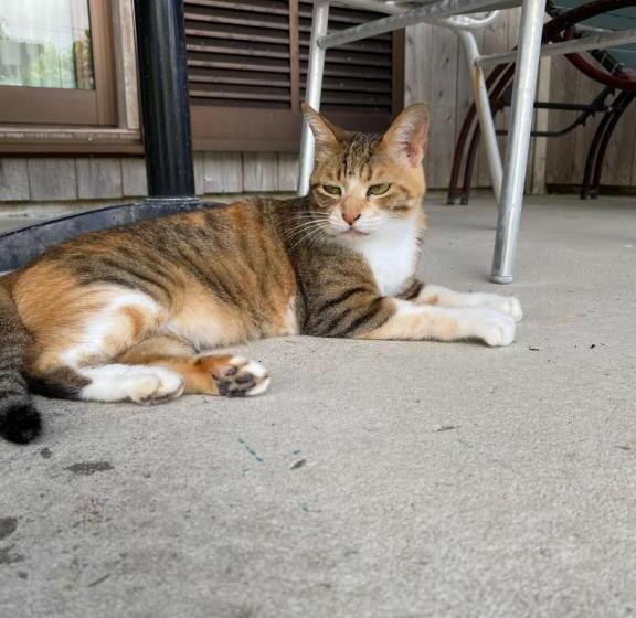 פנסיון カーリー商會