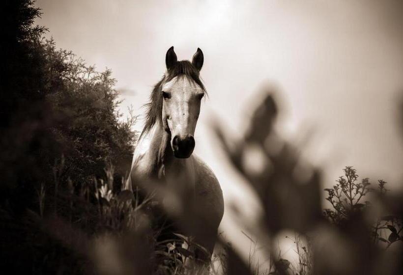 酒店 Domeniile Negrea By Insieme Grand Resort