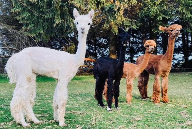 リゾートホテル Holden Villa Retreat