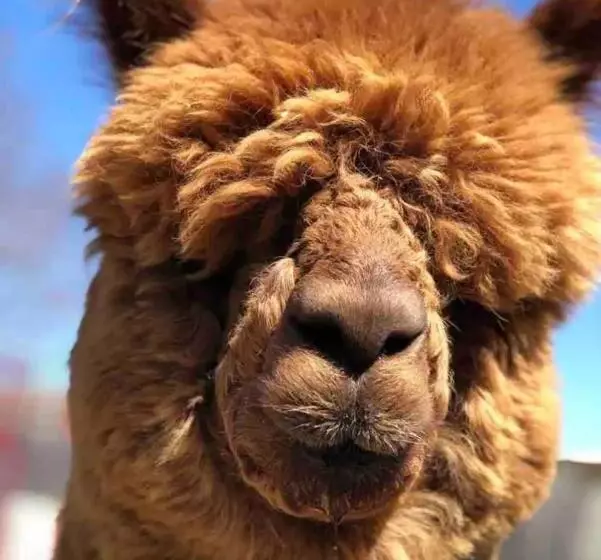 Lomakeskus Holden Villa Retreat