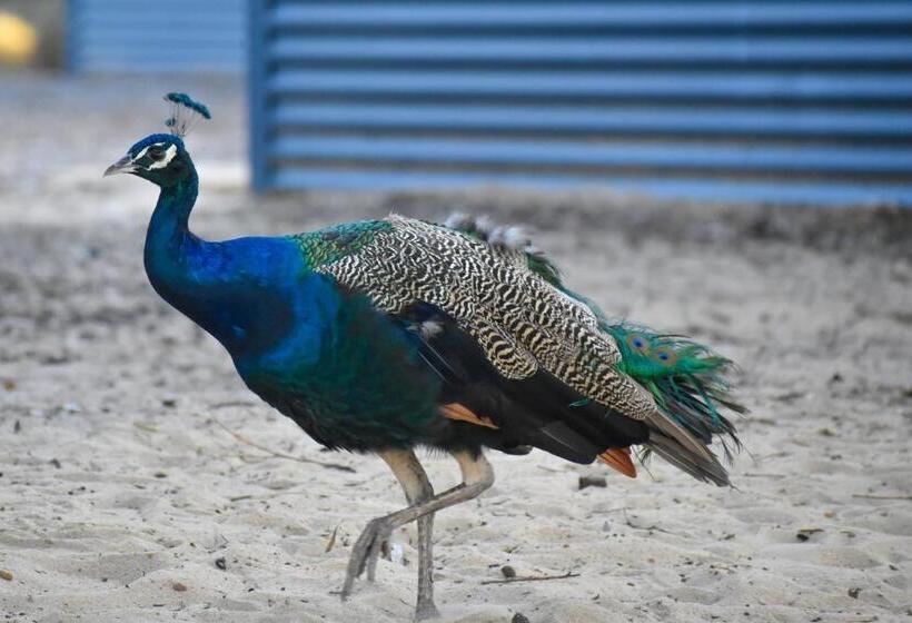 בית מלון כפרי Boshack Outback Farmstay Perth Eco Farm