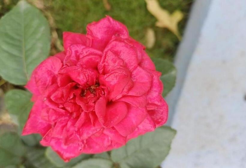 リゾートホテル The Malshej Mist