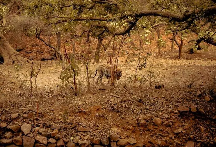 Hotelli Moustache Ranthambore Luxuria