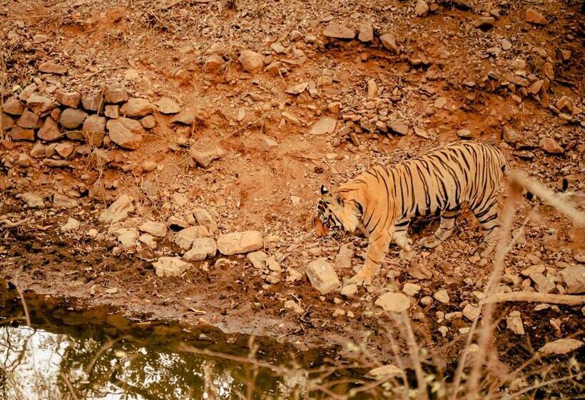 Hotel Moustache Ranthambore Luxuria