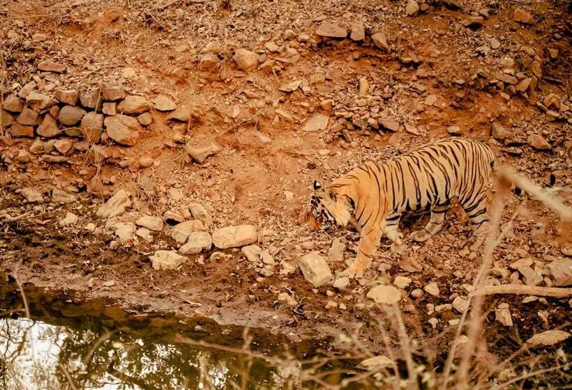 Hotelli Moustache Ranthambore Luxuria