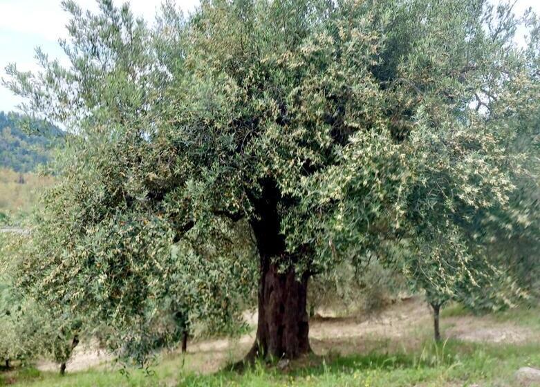هتل Agriturismo Fontana Del Milo