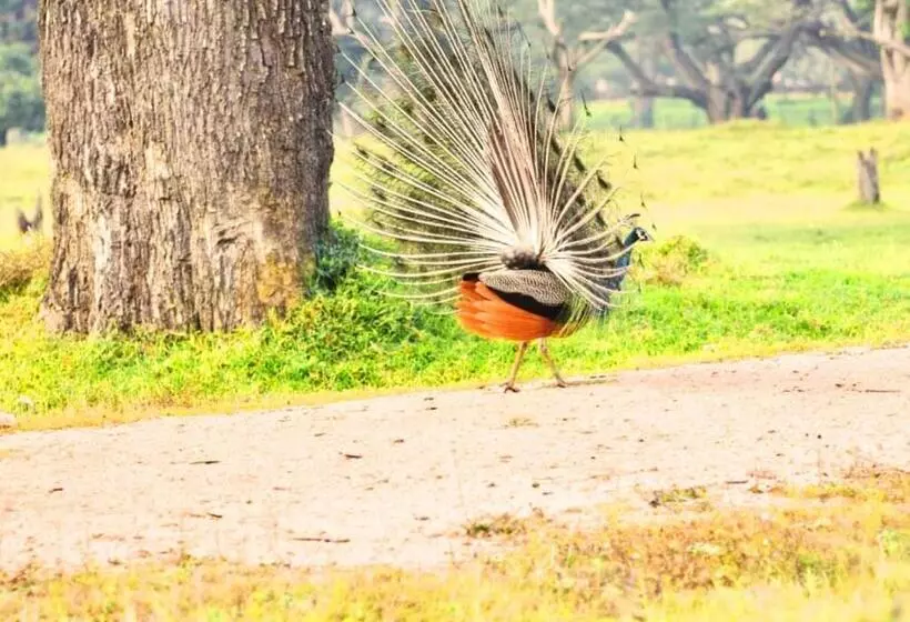 Majatalo Anuradhapura Peacock Garden Holiday Bungalow