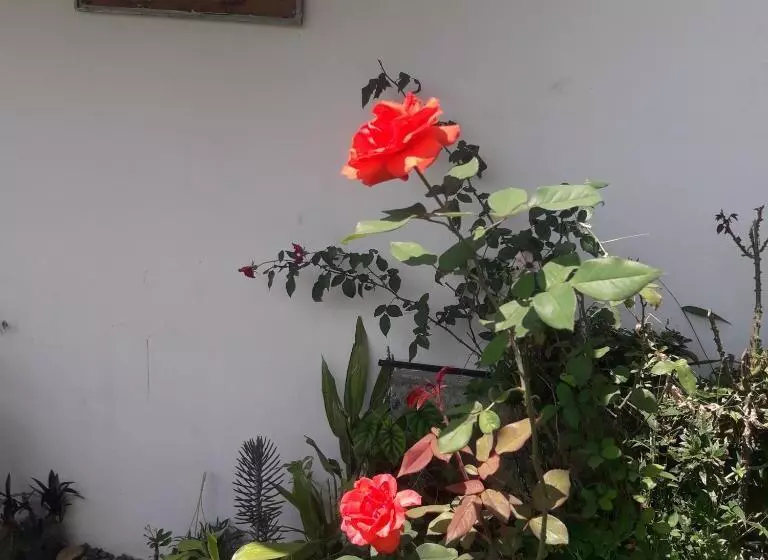 تختخواب و صبحانه Saddle Cottage