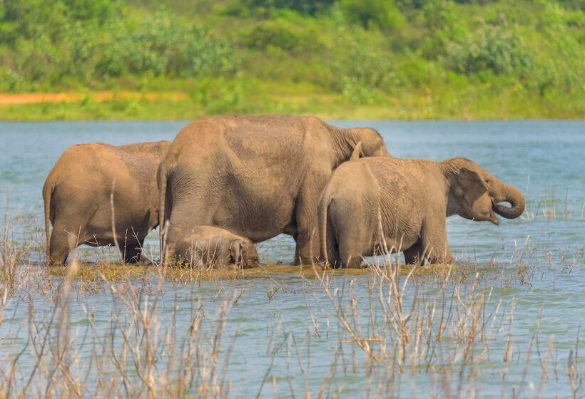 Отель Thuduwa Camp