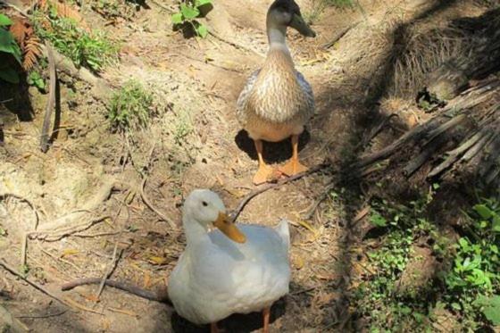 צימר Little Paradise & Petting Farm