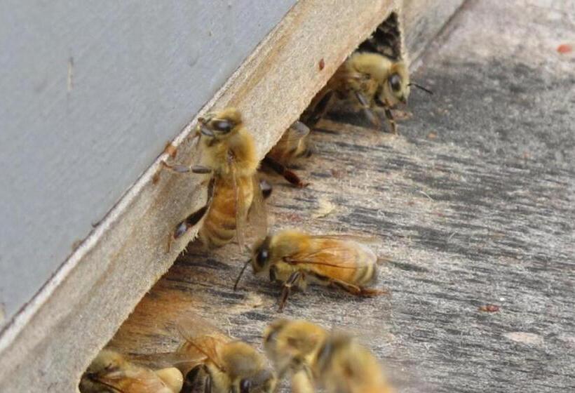 צימר Little Paradise & Petting Farm