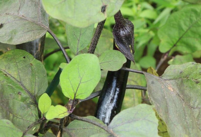 Ryokan Minshuku Shiroyama