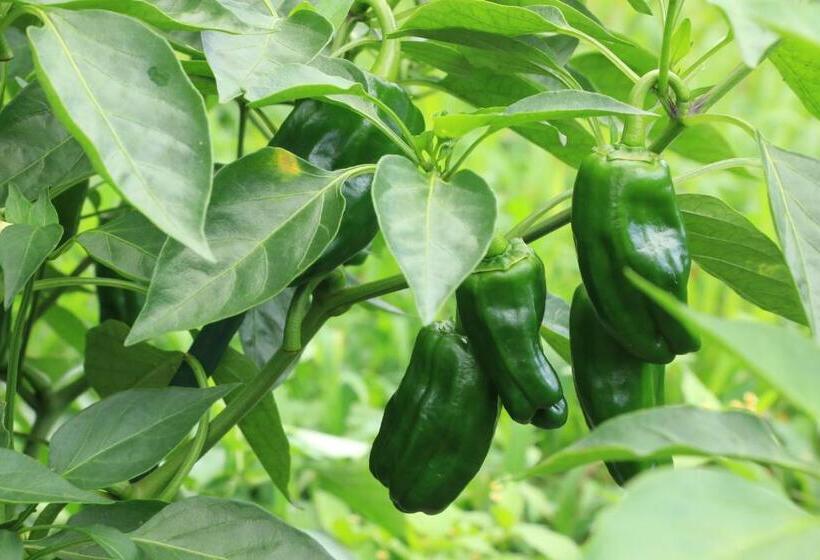 Рёкан Minshuku Shiroyama