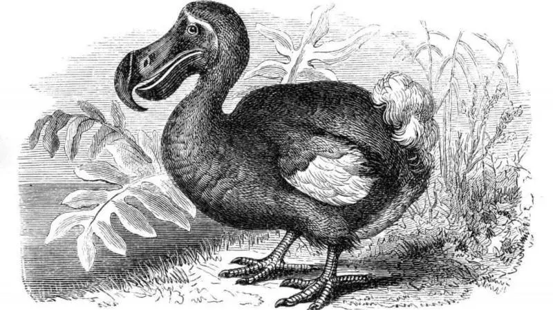 ベッドアンドブレックファースト Dodo House