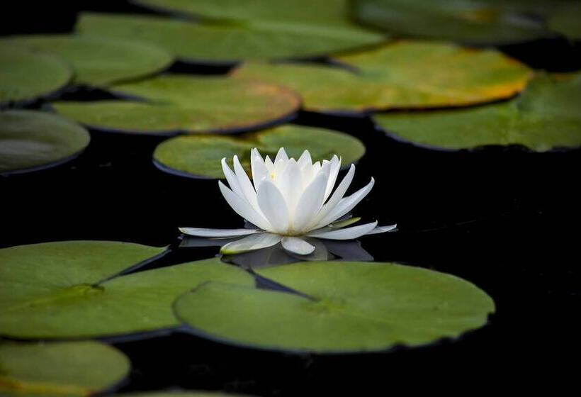 فندق Hôtel Du Château