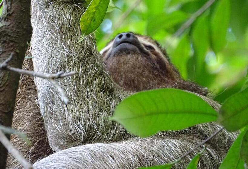 住宿加早餐 Hostel Osa Tucan Drake