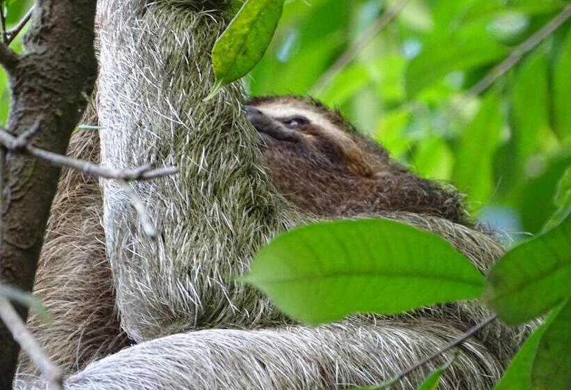 住宿加早餐 Hostel Osa Tucan Drake