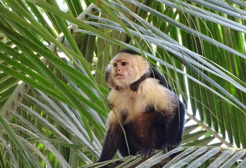 住宿加早餐 Hostel Osa Tucan Drake