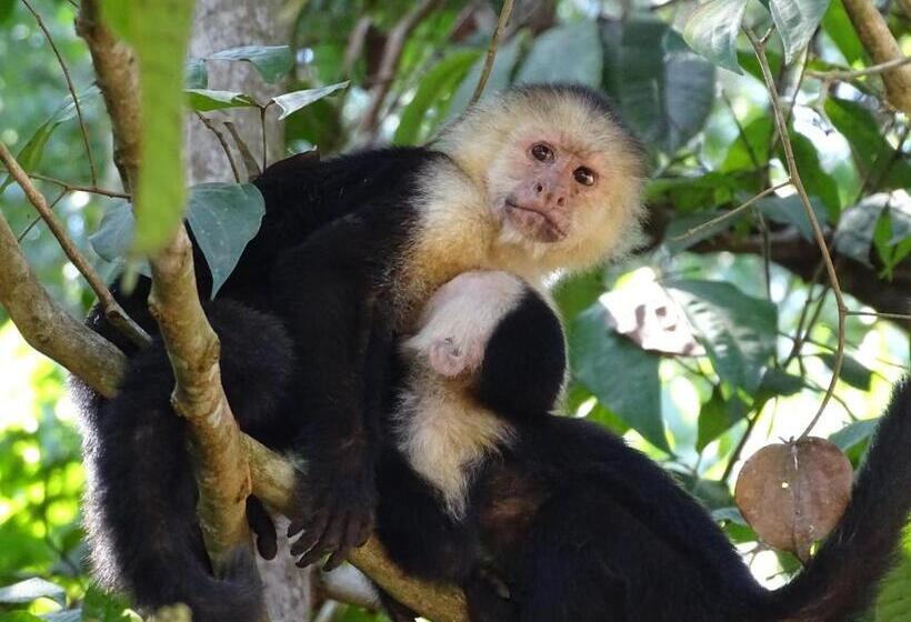 住宿加早餐 Hostel Osa Tucan Drake