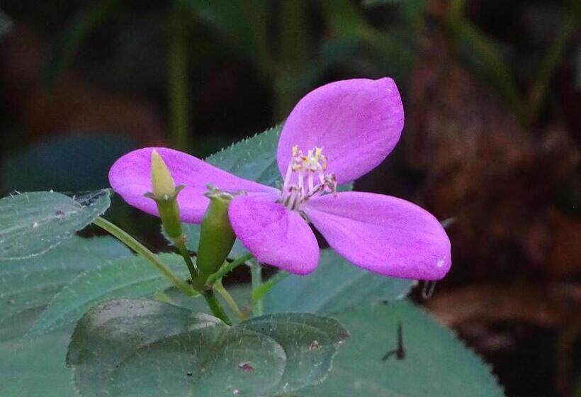 住宿加早餐 Hostel Osa Tucan Drake