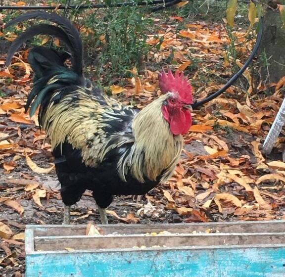 ホテル Hoja De Parra