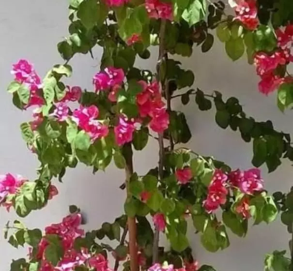 ホテル Hostal Tierra De Vinos