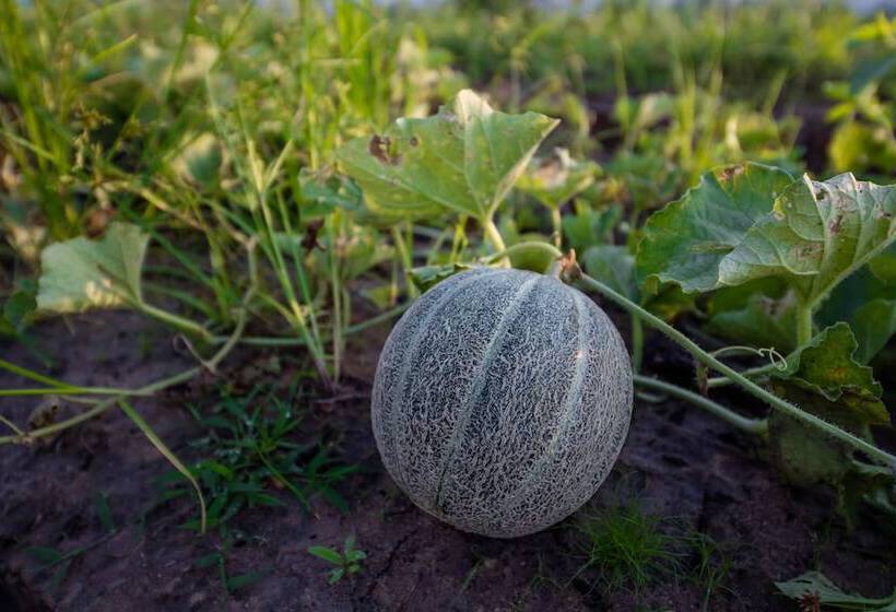 استراحتگاه Angkor Rendezvous