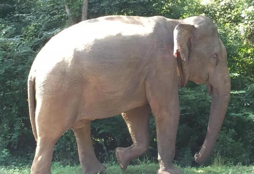 Bed and Breakfast Shady Mango Villa