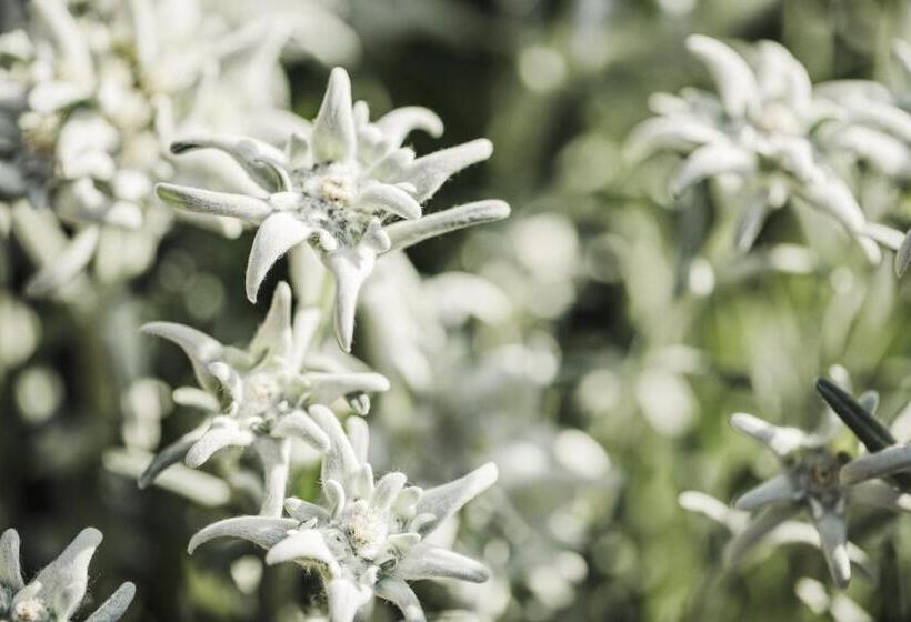 酒店 Alpenhof Kristall