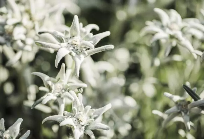 هتل Alpenhof Kristall