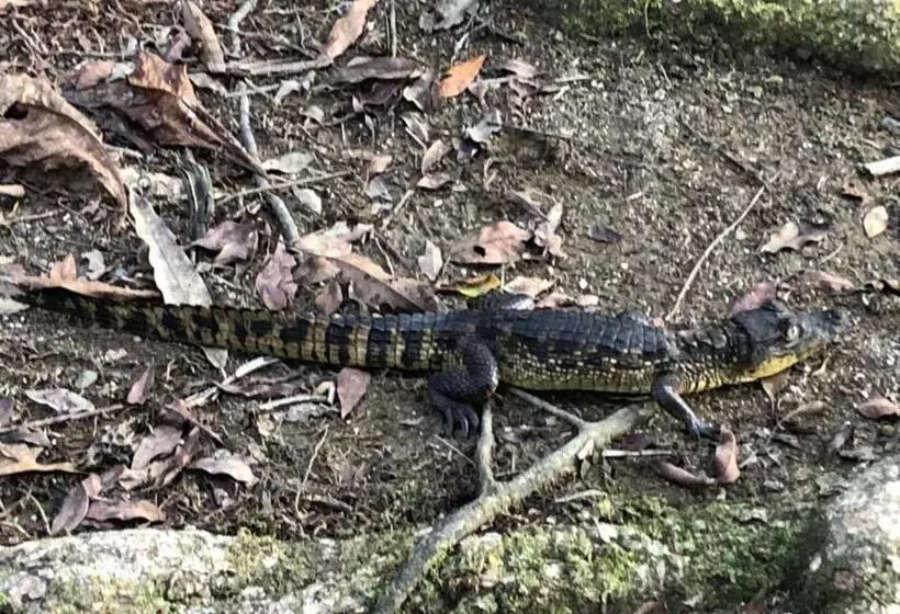 La Palapa Hut Nature Hostel