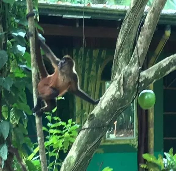La Palapa Hut Nature Hostel
