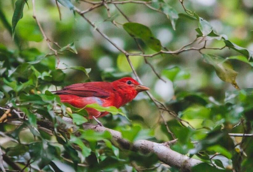 La Palapa Hut Nature Hostel