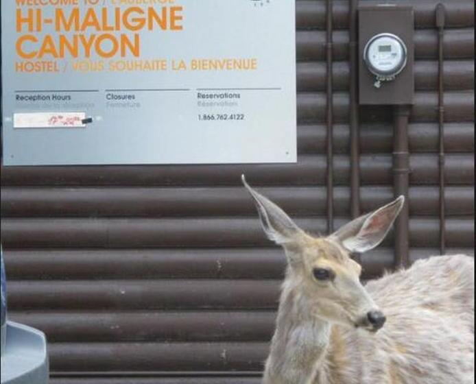 Hi Maligne Canyon Hostel