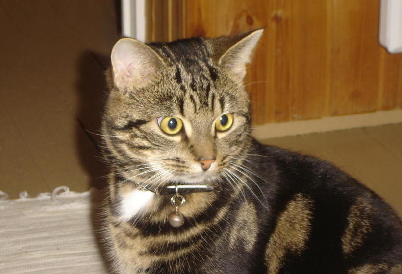 Hvammsgerdi Bed And Breakfast