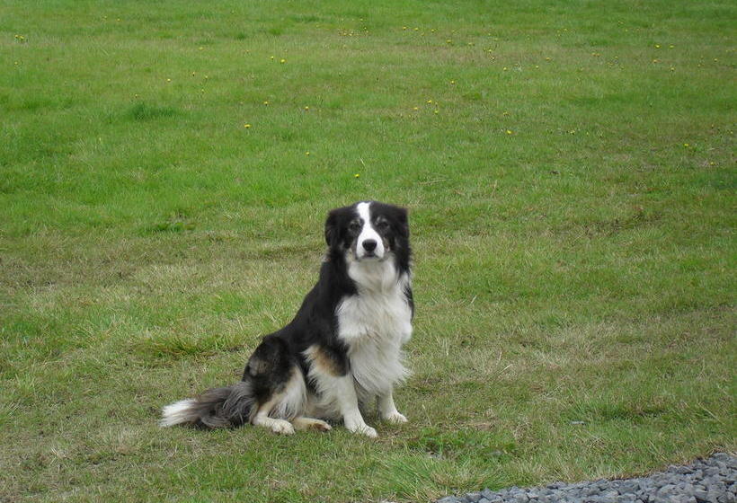 Hvammsgerdi Bed And Breakfast