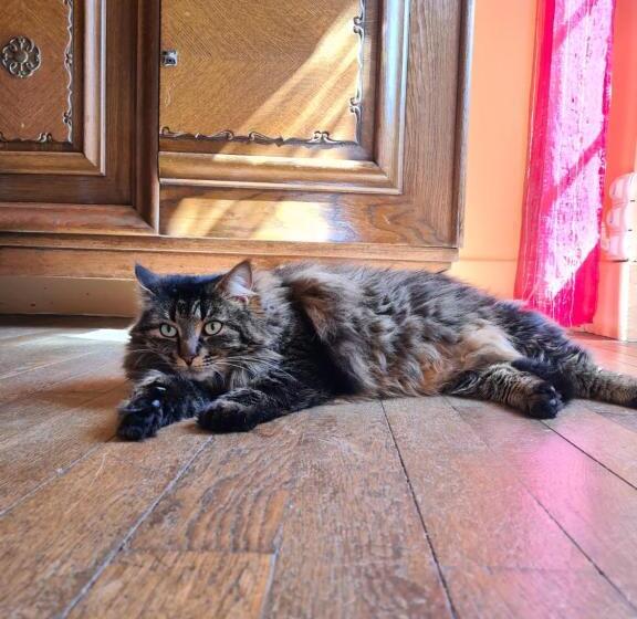 민박 Château De Villeneuve   Montolieu