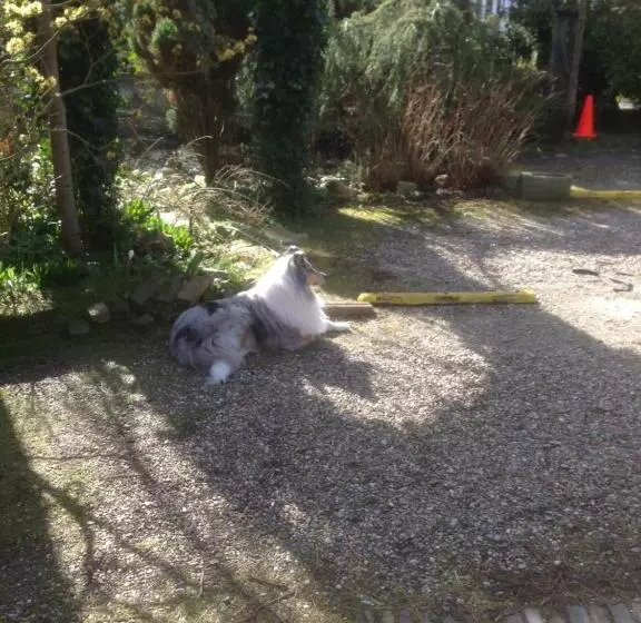 Aamiaismajoitus (B&B) Villa Hoog Duin