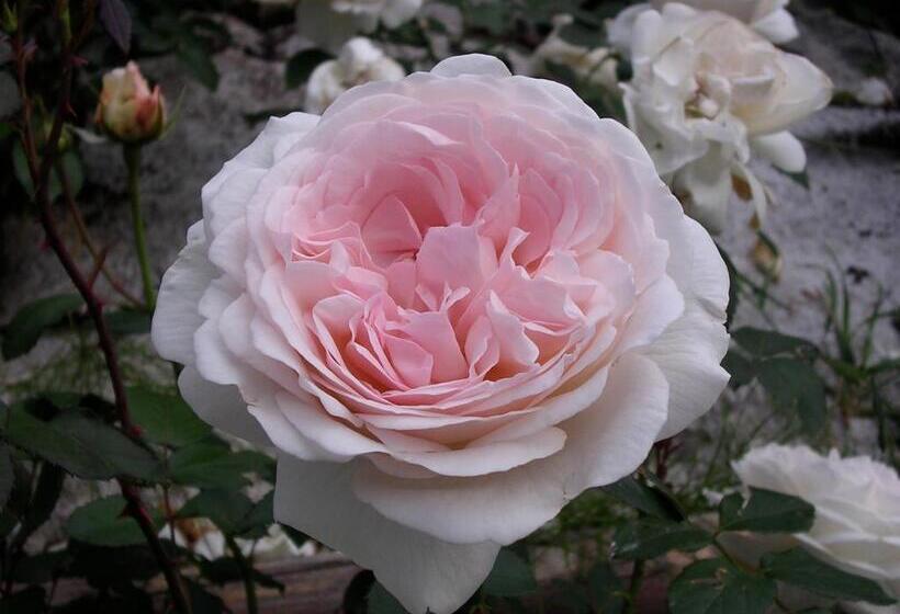 Charmehotel Uhrerhof   Deur