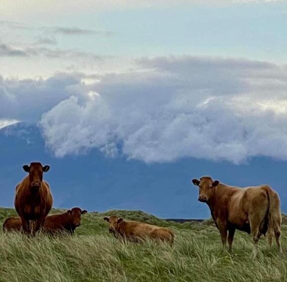 בית מלון כפרי The Cé Hideout