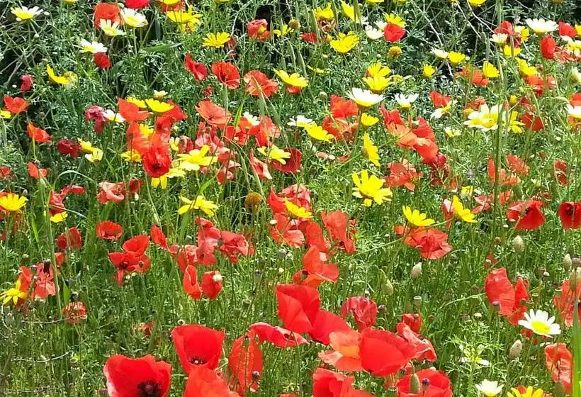 Alma Terra Salento B&b