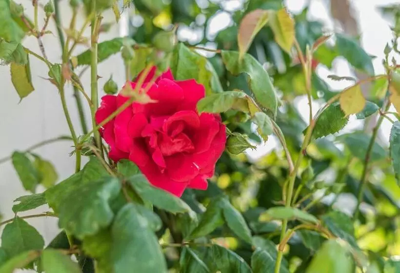 تختخواب و صبحانه Villa Caramia