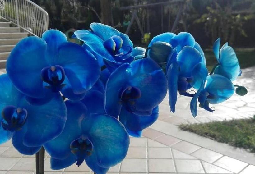 B&b Il Giardino Mediterraneo