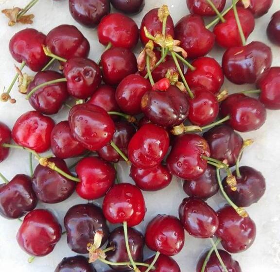 B&b Il Giardino Mediterraneo