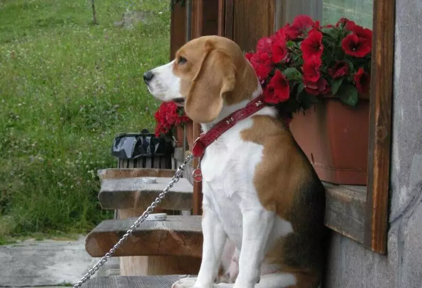 Hotelli Albergo Chalet Lago Antorno