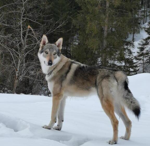 בית מלון כפרי Rosalpina